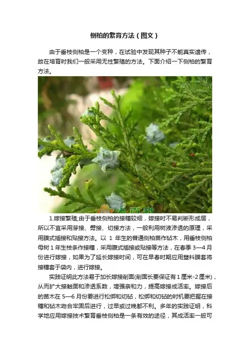 侧柏的繁育方法（图文）