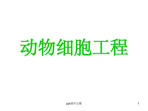 动物细胞工程(课件ppt课件