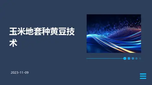 玉米地套种黄豆技术