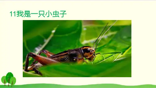 部编教材二年级下册语文《我是一只小虫子》完整版ppt1