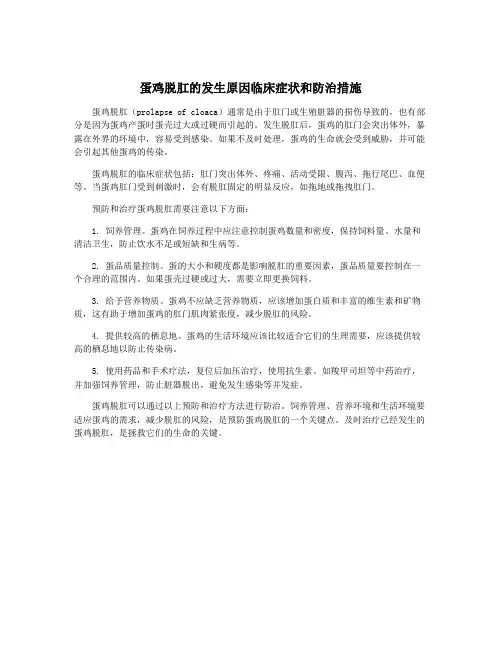 蛋鸡脱肛的发生原因临床症状和防治措施