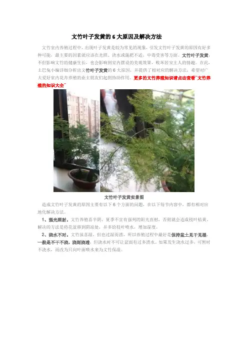 文竹叶子发黄的6大原因及解决方法