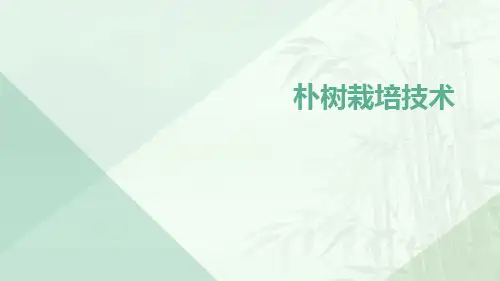 朴树栽培技术