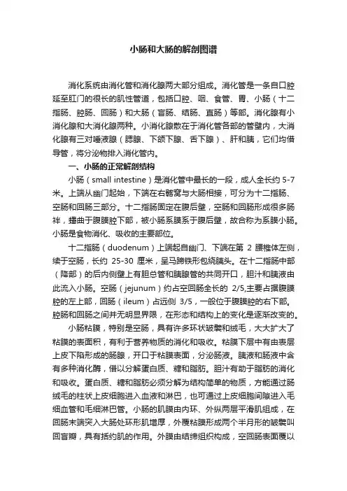 小肠和大肠的解剖图谱
