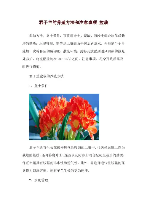 君子兰的养殖方法和注意事项 盆栽