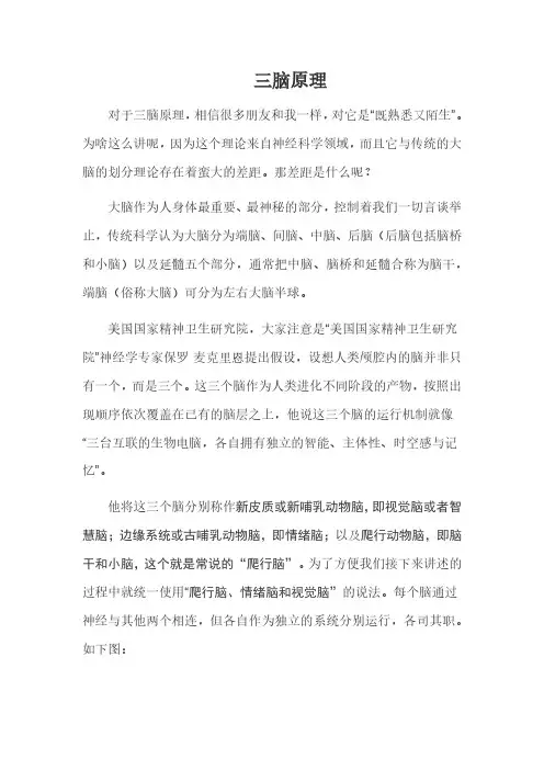 三脑原理组织行为与领导力
