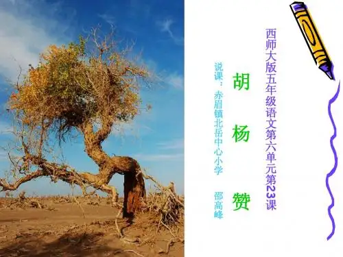 胡杨赞说课课件