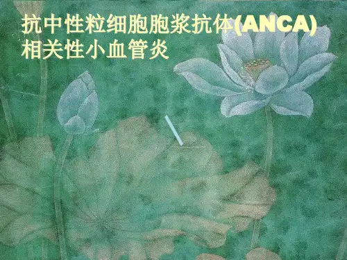 抗中性粒细胞胞浆抗体ANCA课件