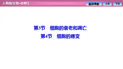 2021人教版高中生物必修1优化探究学案课件第6章第3节细胞的衰老和凋亡第4节细胞的癌变