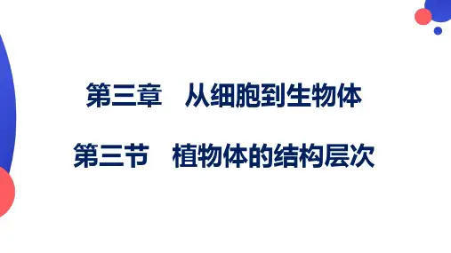1.3.3 植物体的结构层次课件(共24张PPT)人教版七年级上册3