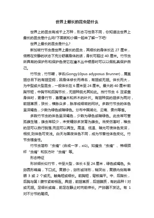 世界上最长的昆虫是什么