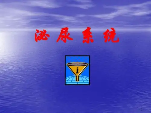 解剖泌尿系统ppt课件