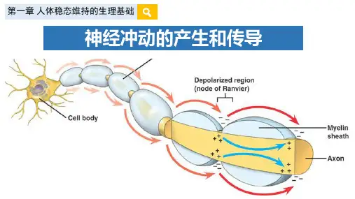 神经冲动的产生和传导课件高二上学期生物人教版选择性必修13