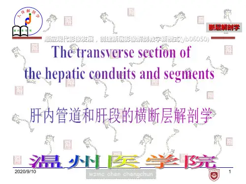 《局部解剖学》教学课件：肝内管道和肝段的横断层解剖学