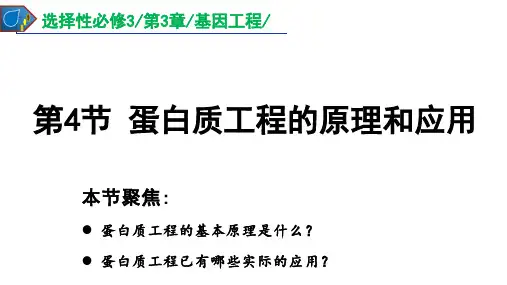 蛋白质工程的原理和应用课件-高二生物人教版选择性必修3