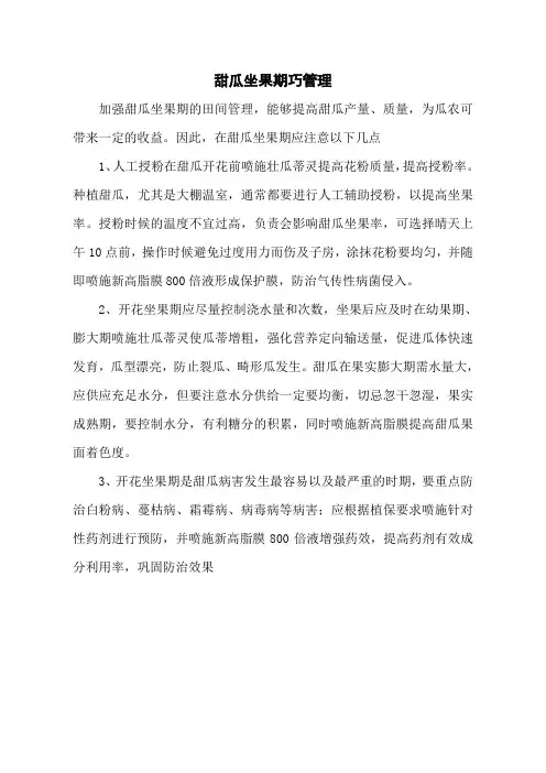 甜瓜坐果期巧管理