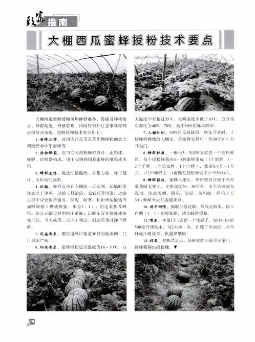大棚西瓜蜜蜂授粉技术要点