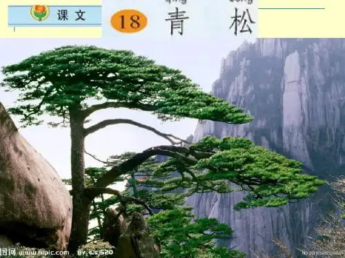 小学语文二年级上册《青松》课件(苏教版国标本)