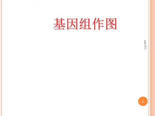 基因组作图ppt课件
