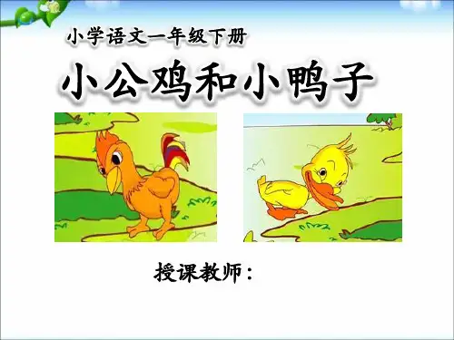 5小公鸡和小鸭子(课堂实录)教学课件26