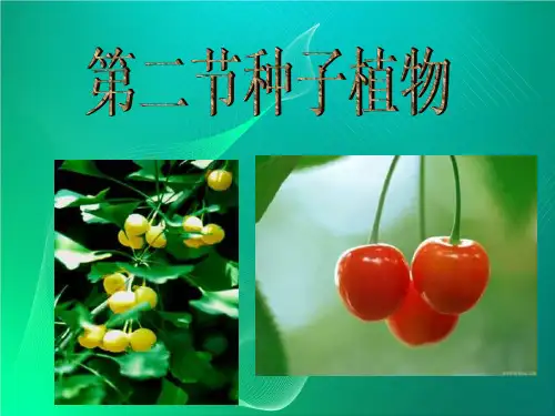 种子植物ppt课件