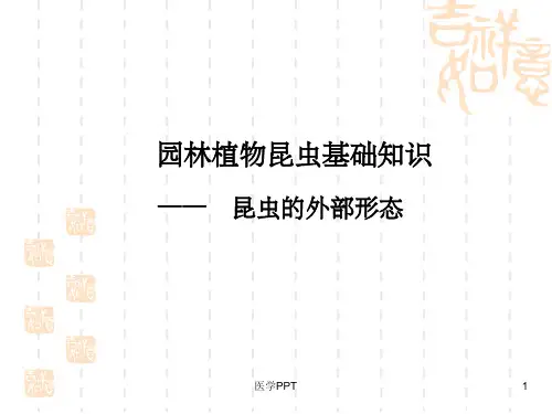 园林植物病虫害防治(7)