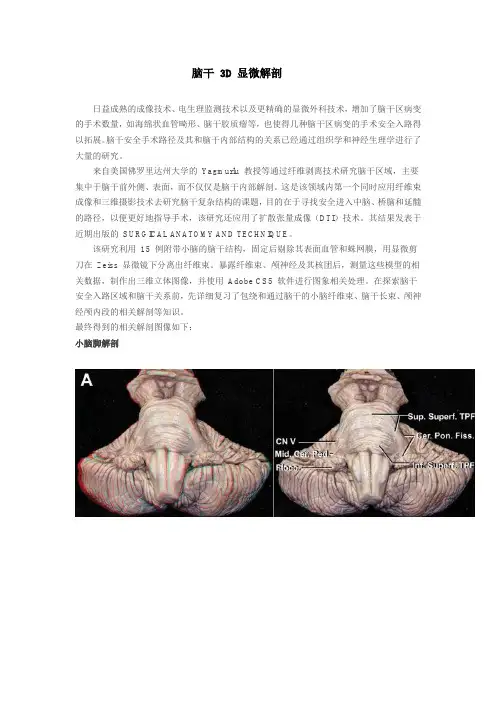 最新 脑干3D显微解剖