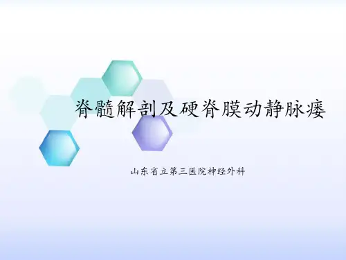 脊髓解剖及硬脊膜动静脉瘘PPT课件