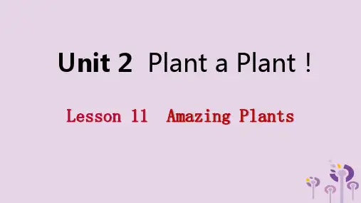 春八年英语下册Unit2PlantaPlantLesson11AmazingPlants课件(新版)
