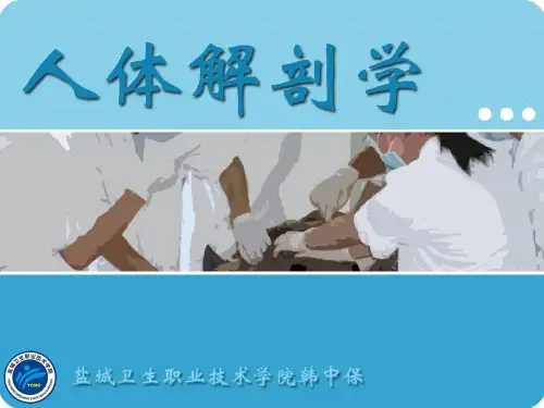 人体解剖学—全身骨骼肌
