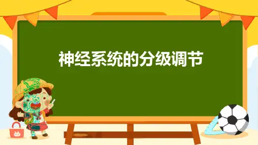 神经系统的分级调节课件-高二上学期生物人教版选择性必修1