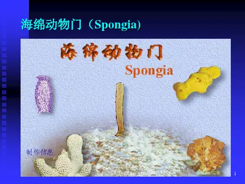 海绵动物门xiao