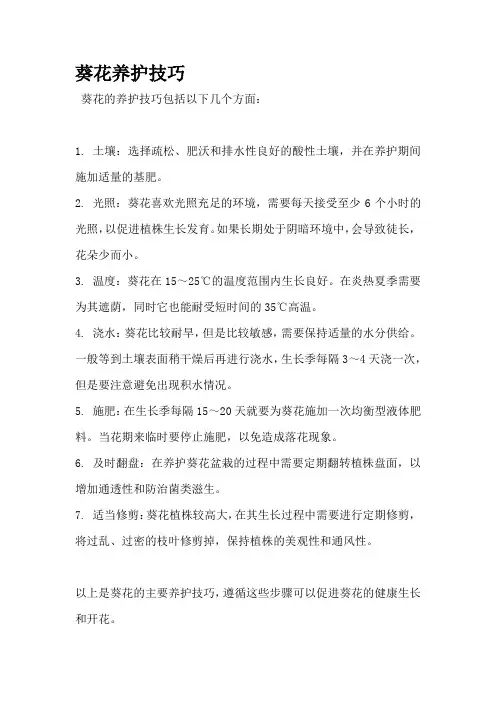 葵花养护技巧