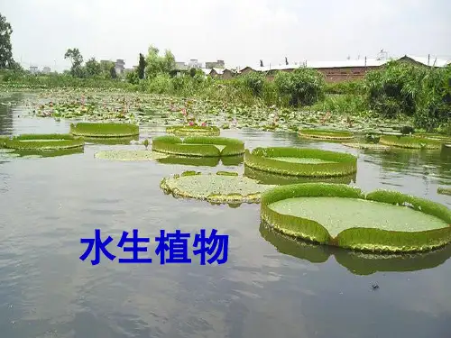 部编版三年级上册科学课件- 水生植物 教科版42ppt上课用