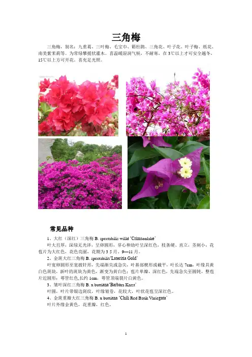 花卉百科：三角梅(叶子花)