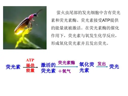 细胞的能量货币ATPppt课件