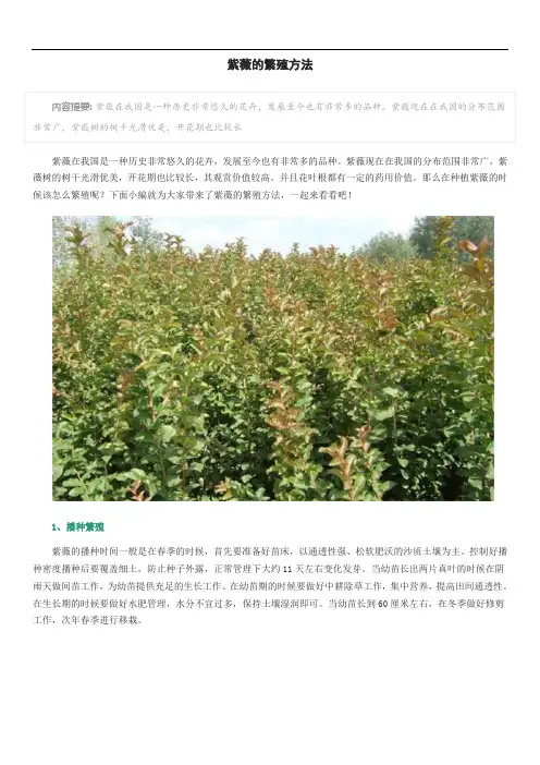 紫薇的繁殖方法