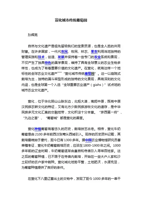 宣化城市传统葡萄园