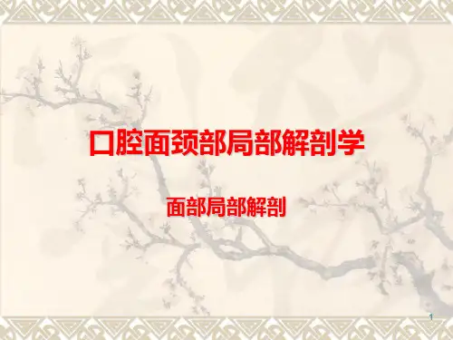 颌面部局部解剖精品PPT课件