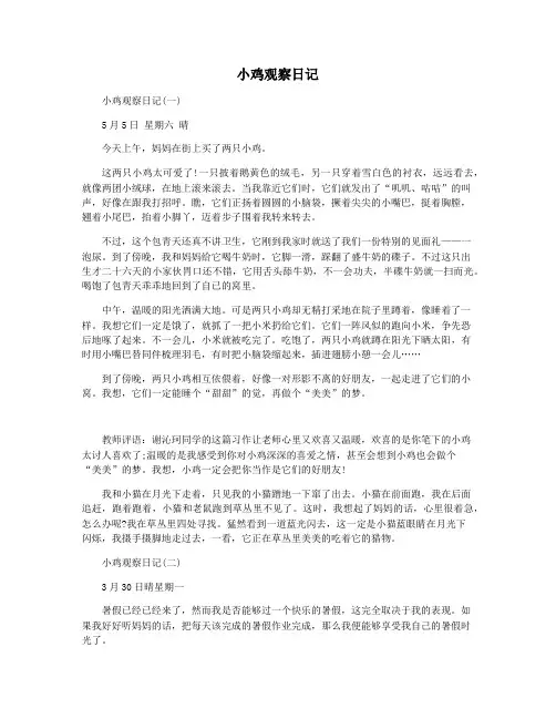 小鸡观察日记