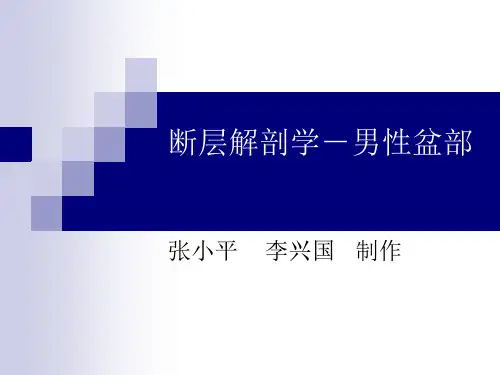 男性盆部断层解剖学