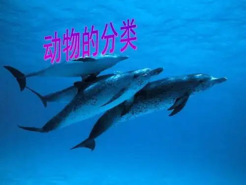 动物的分类 课件 初中生物课件 八年级生物课件