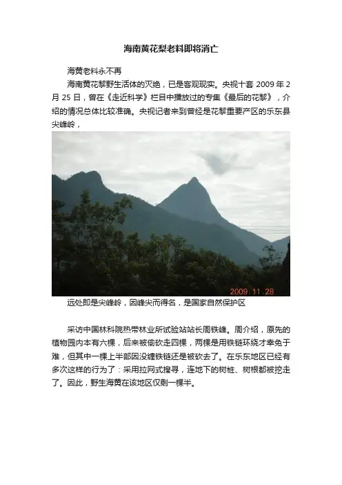 海南黄花梨老料即将消亡