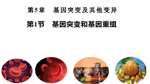 基因突变和基因重组ppt课件