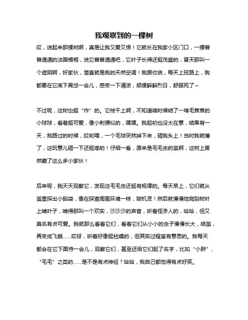 作文《我观察到的一棵树》