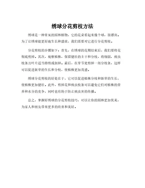 绣球分花剪枝方法