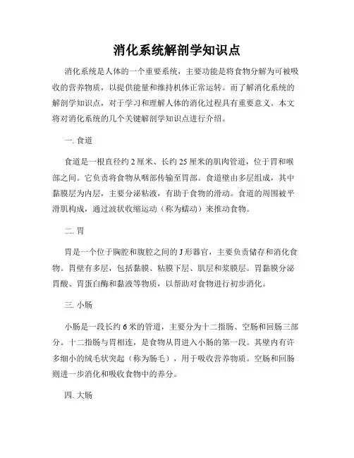 消化系统解剖学知识点