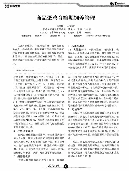商品蛋鸡育雏期饲养管理