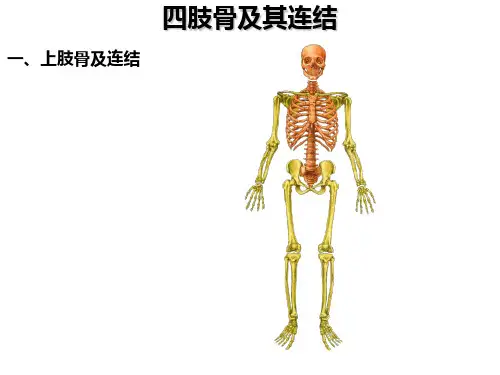 四肢骨及其连接