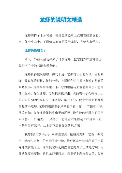 龙虾的说明文精选